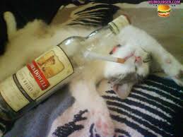 chat whis.jpg