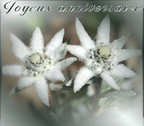 anniv-edelweiss.jpg